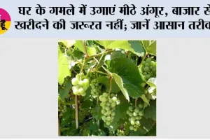Gardening Tips: घर के गमले में उगाएं मीठे अंगूर, बाजार से खरीदने की जरूरत नहीं; जानें आसान तरीका