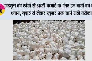 Garlic Farming: लहसुन की खेती से अच्छी कमाई के लिए इन बातों का रखें ध्यान, बुवाई से लेकर खुदाई तक जानें सही तरीका