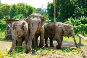 Laos Elephant Conservation: लाओस में हाथियों के इलाज और संरक्षण की नई पहल