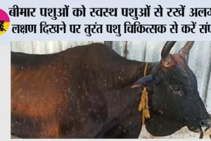 Lumpy Skin Disease: बीमार पशुओं को स्वस्थ पशुओं से रखें अलग, लक्षण दिखने पर तुरंत पशु चिकित्सक से करें संपर्क 