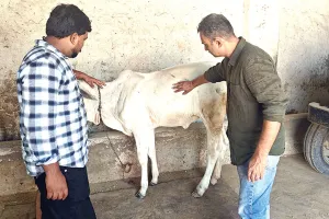 Lumpy Skin Disease: लंपी स्किन से बचाव के लिए पशुपालन विभाग अलर्ट, गांवों में घर-घर जांच और टीकाकरण अभियान तेज