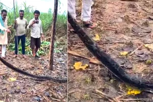 Ajgar;  तुलहेड़ी में खेत में निकला विशाल अजगर, वन विभाग की टीम ने किया सुरक्षित रेस्क्यू