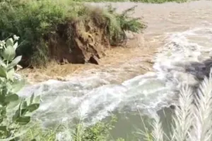 Sheranwali River: दड़बा कलां के पास शेरांवाली नहर टूटी, 25 एकड़ धान की फसल में जलभराव