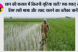 Paddy Farming: धान की फसल में कितनी यूरिया डालें? एक एकड़ के लिए सही मात्रा और खाद डालने का तरीका जानें