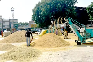 Paddy Procurement: धान खरीद शुरु होते ही अटकी, मंडियों में व्यवस्था ठप