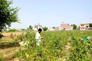 Crop Verification: फसल सत्यापन अभियान की रफ्तार धीमी, तीन दिनों में सिर्फ 55.50 हजार की जांच