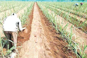 Sugarcane Farming: गन्ने के साथ सब्जियां और मसाला फसलें उगाएं