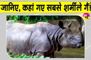 World Rhino Day 2026: गैंडों की अनोखी दुनिया, सबसे शर्मीली प्रजाति 'सुमात्राई' हो रही विलुप्त