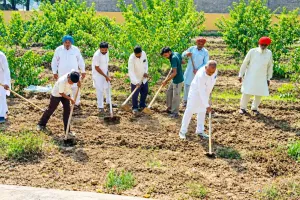 मानवता भलाई केंद्र मौज-मस्तपुरा धाम में साध संगत ने दिया कृषि कार्य में योगदान