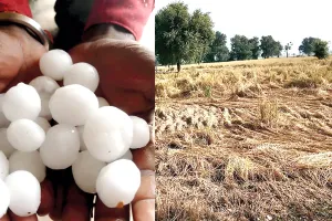 बारिश-ओलावृष्टि से धान की फसल को भारी नुकसान