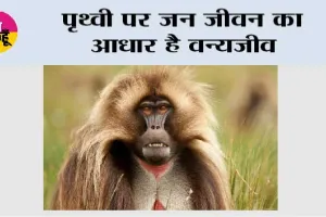 पृथ्वी पर जन जीवन का आधार है वन्यजीव 