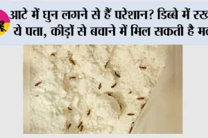 Flour Storage Tips: आटे में घुन लगने से हैं परेशान? डिब्बे में रख दें ये पत्ता, कीड़ों से बचाने में मिल सकती है मदद