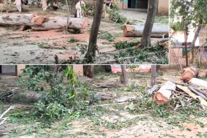कैराना ब्लॉक प्रांगण में खड़े कई पेड़ों पर चला 'कुल्हाड़ा'