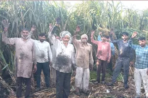 Sugarcane Crop: हाईटेंशन लाइन का तार टूटने से 15 बीघा गन्ने की फसल जली, लाखों का नुकसान