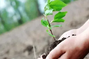 Sapling shortage: सफेदे के क्लोन पर हटी रोक, लेकिन किसानों को उपलब्ध नहीं हो पा रहे पौधे