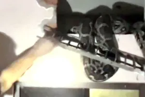 Snake News: 10 दिन से ग्रिल में फंसे 11 फीट लंबे अजगर का रेस्क्यू