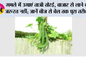 Terrace Gardening: गमले में उगाएं ताजी तोरई, बाजार से लाने की जरूरत नहीं; जानें बीज से बेल तक पूरा तरीका