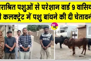 Stray Animals News: वार्ड 9 बना खुली गोशाला, निराश्रित पशुओं से परेशान लोग, कलक्ट्रेट में बांधने की चेतावनी 