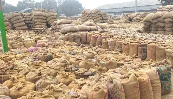 Paddy MSP: हरियाणा की 249 मंडियों में धान खरीद का शेड्यूल जारी, सरसा की 34 मंडियों में एजेंसियों के दिन तय