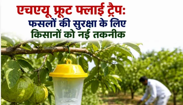 Agricultural News: एचएयू का फ्रूट फ्लाई ट्रैप: फल व सब्जियों को कीटों से बचाने की असरदार तकनीक