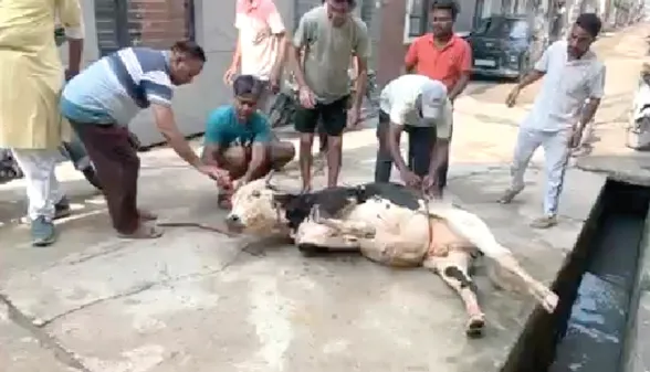 नाले में फंसे गोवंश को डेरा श्रद्धालुओं ने घंटेभर के अभियान के बाद बचाया