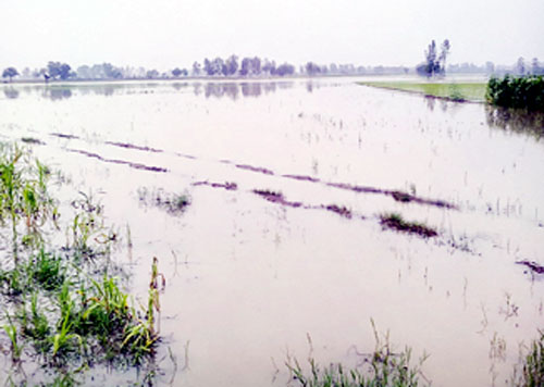 बरसात से दो सौ एकड़ धान की फसल बर्बाद