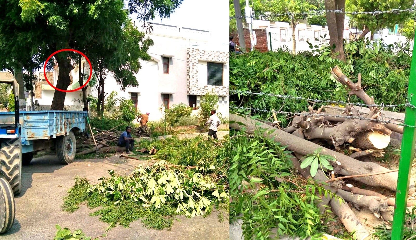 पार्किंग सुविधा देने की खातिर दी हरियाली की बलि
