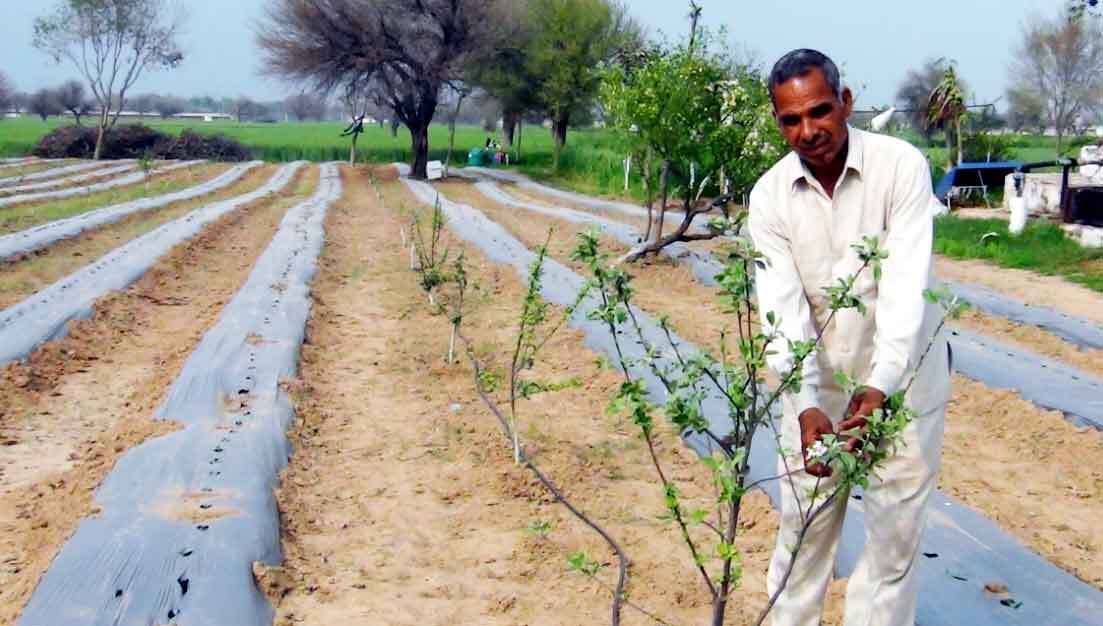 रेतीले टिब्बों पर उगाए सेब, बादाम और अखरोट-काजू