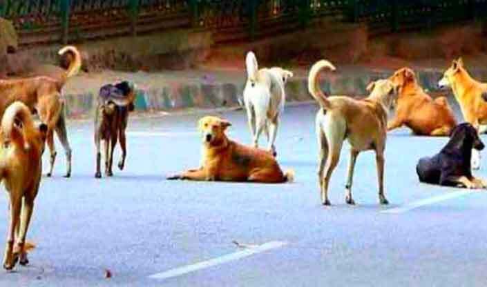 आवारा कुत्तों ने 5 साल की मासूम काे नाेचा, बच्ची गंभीर