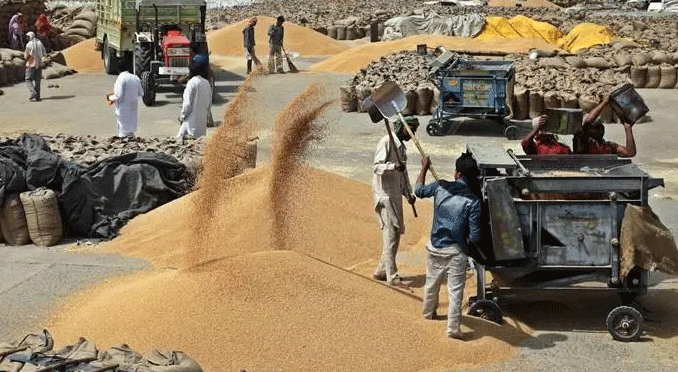 Haryana : अब फसल खरीद में मजदूर नहीं मशीनें करेंगी काम