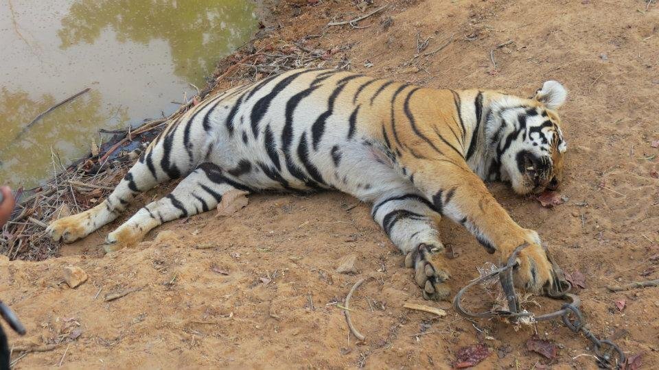 बाघिन की मौत की जांच शुरू