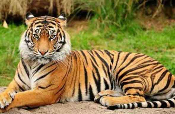 रणथंभोर, सरिस्का एवं मुकन्दरा से 30 से अधिक बाघ गायब: जाजू