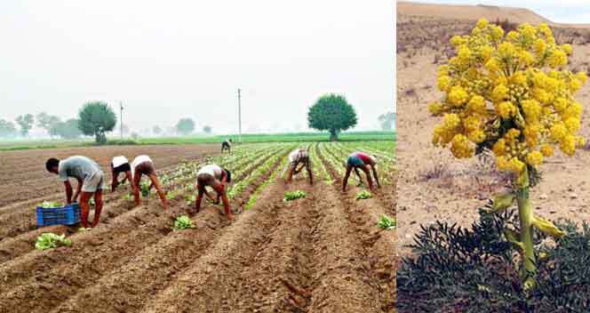 Agriculture: जानें, कैसे की जाती है हींग की खेती