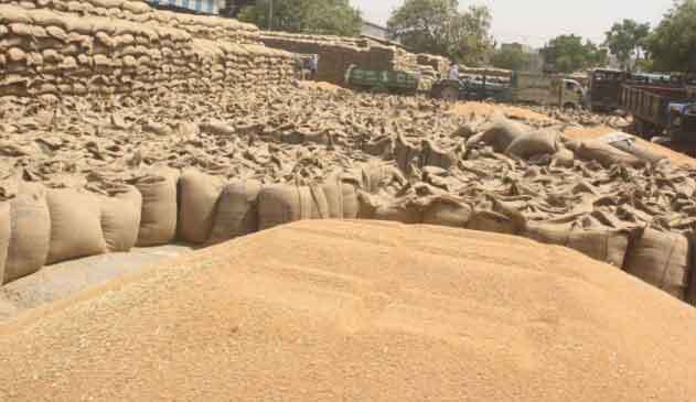 सरकारी एजेंसियों ने की कल तक ढाई लाख क्विंटल गेहूं की खरीद