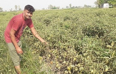 भीषण गर्मी: झुलसा रोग की चपेट में आई टमाटर की फसल, किसानों की बढ़ी चिंता