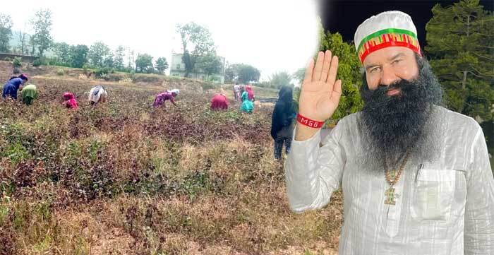 पूज्य गुरू जी के आगमन की खुशी में मध्यप्रदेश की साध-संगत ने बुधनी आश्रम में की सेवा