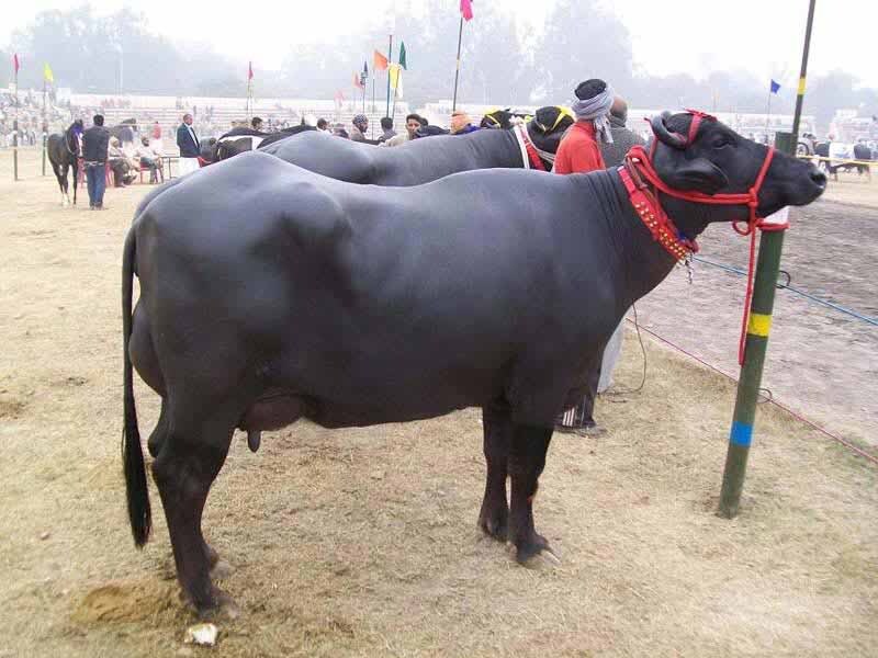 मुर्रा भैस का फैन हुआ ब्राजील