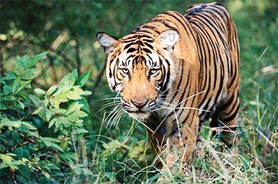 9 लोग मार चुका आदमखोर बाघ ढेर, शूटर्स ने चारों तरफ से घेरकर बरसाई गोलियां