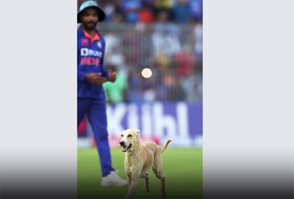 लुंगी डांस पर झूमे Virat Kohli, ग्राउंड में घुसा डॉगी, देखें भारत-ऑस्ट्रेलिया मैच के सुनहरे पल