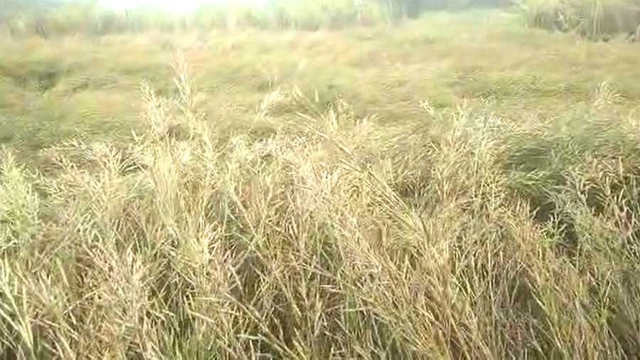 बारिश ने बढ़ाई धरती पुत्र की परेशानी सरसों की फसल पर पड़ा बारिश का असर
