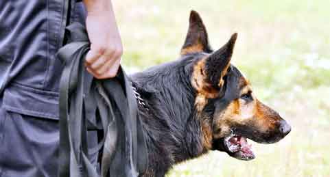 Dog Bite Case: पालतू कुत्ते के काटने के दो माह बाद महिला की मौत