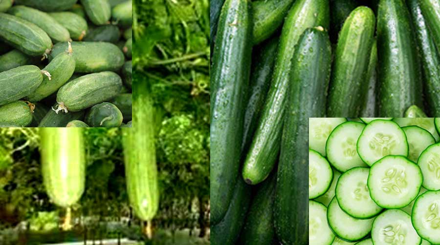 खीरे की खेती से कमाएं लाखों रुपये, जानें खीरे की खेती कब और कैसे करें | Kheera ki Kheti
