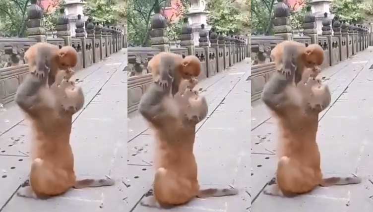 Monkey Viral Video: माँ का प्यार! जब बंदर मां ने बेबी मंकी को दी प्यार भरी झप्पी, वीडियो हुआ वायरल