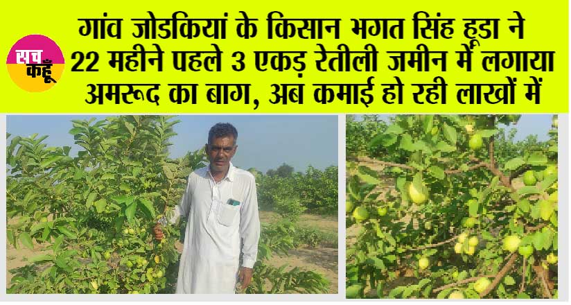 Guava Cultivation: गांव जोडकियां के किसान भगत सिंह हूडा ने 22 महीने पहले 3 एकड़ रेतीली जमीन में लगाया अमरूद का बाग, अब कमाई हो रही लाखों में