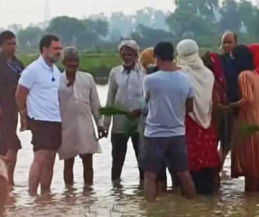 Rahul Gandhi In Sonipat: राहुल गांधी अचानक पहुंचे धान रोपाई कर रहे किसान के खेत में