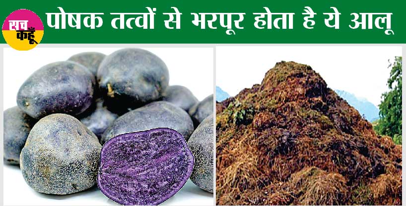 Potato Farming: बैंगनी रंग के आलू की नई किस्म 90 दिन में पक कर होगी तैयार
