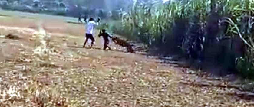 Leopard Attack Farmers: तेंदुए ने मचाया कोहराम : खेतों पर काम कर रहे किसानों पर किया हमला, तीन घायल