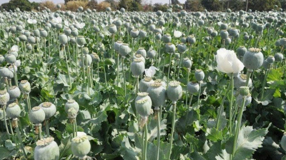 Opium : अफीम इलाज नहीं, सिर्फ नशा है