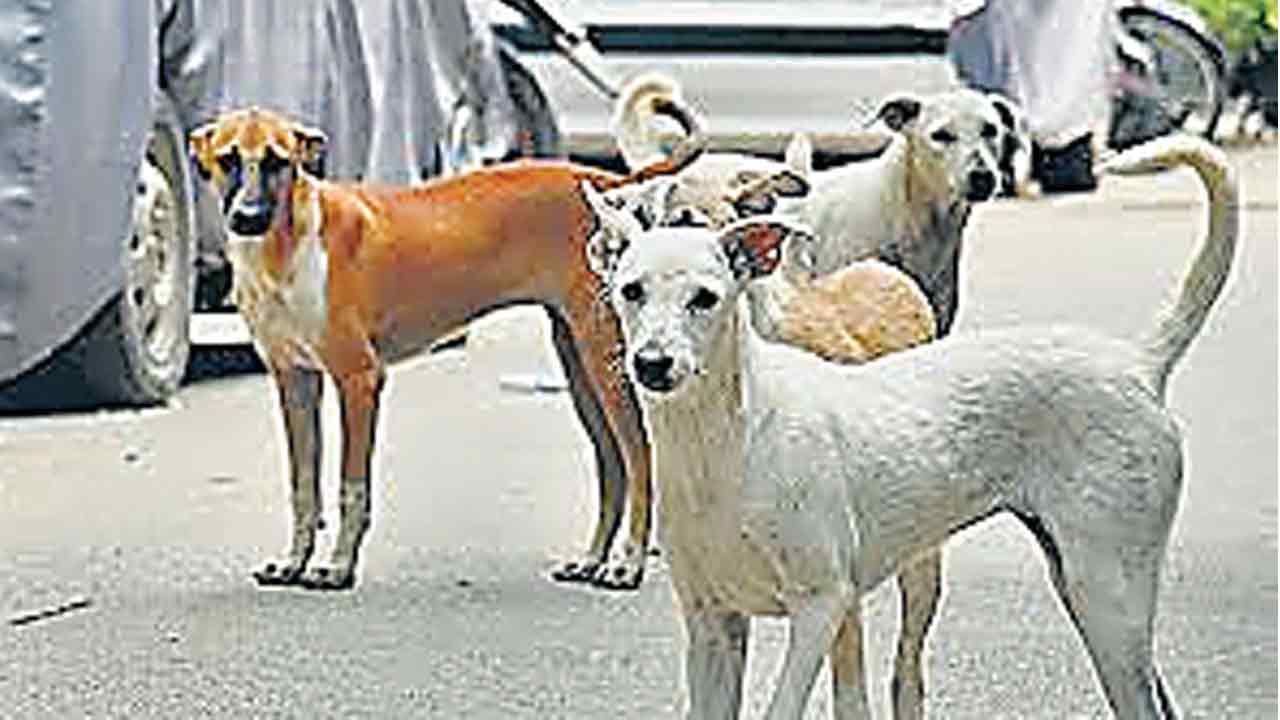 Hoshiarpur News: आवारा कुत्तों ने 8 वर्षीय बच्ची को नोच-नोचकर मार डाला