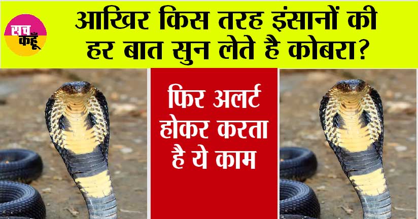 Cobra Snake: आखिर किस तरह इंसानों की हर बात सुन लेते है कोबरा? इस रिसर्च से पता चला सच